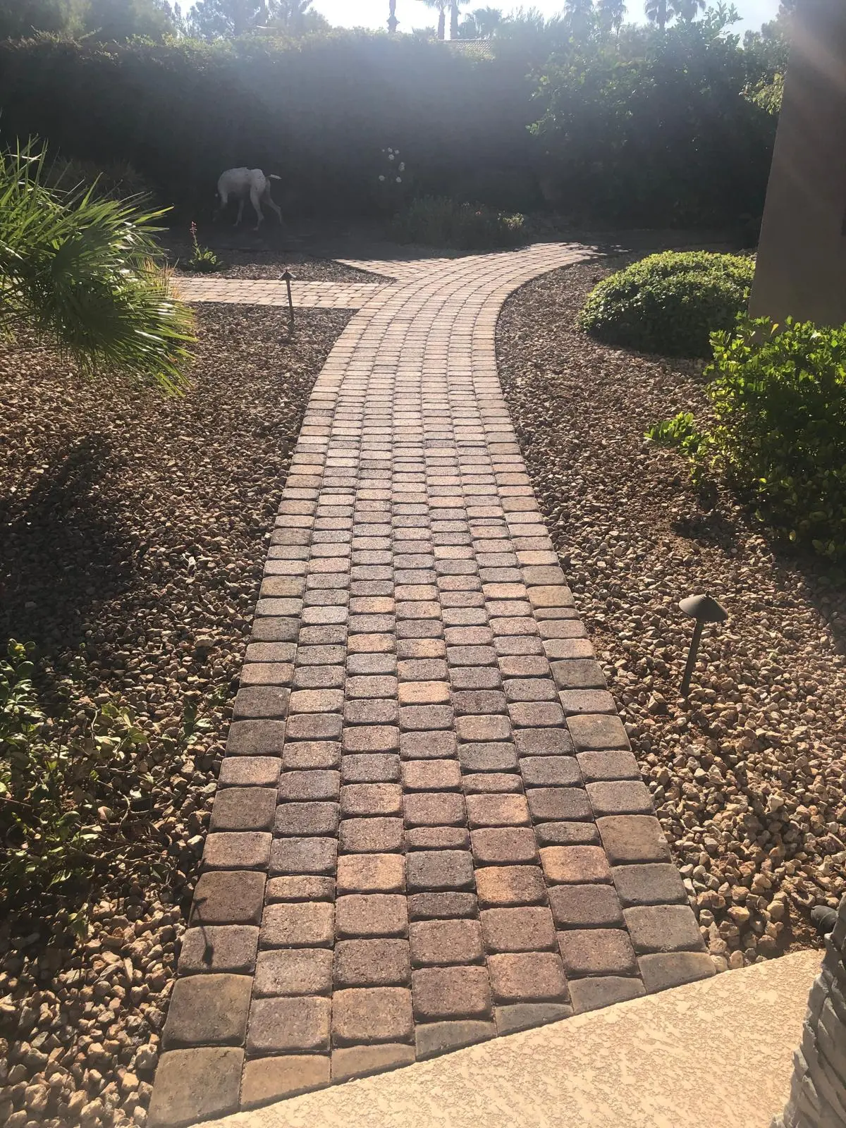 Paver walkway in Las Vegas winding through a desert garden